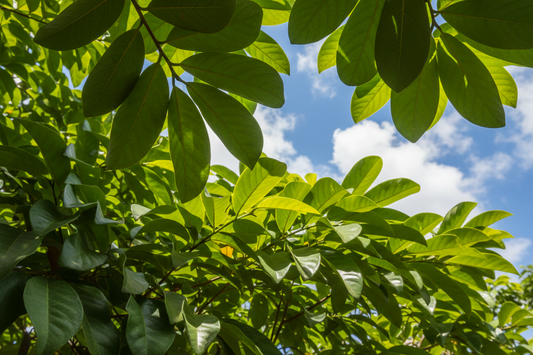 Is It Safe to Drink Soursop Tea Every Day