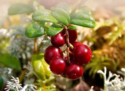 Cranberry The Guardian of Urinary Health