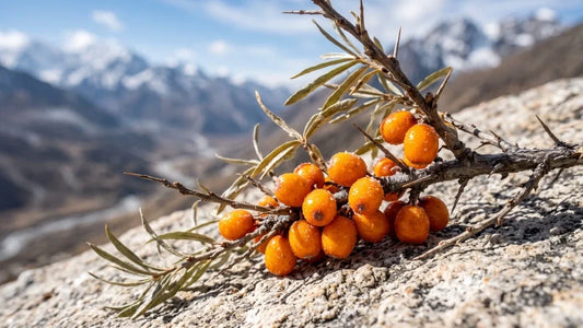 Himalayan Sea Buckthorn Oil for Complete Whole Body Support