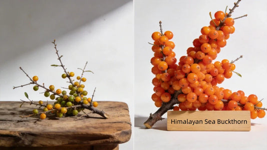 How Himalayan Sea Buckthorn Oil Resolves Persistent Dryness and Protects Your Heart