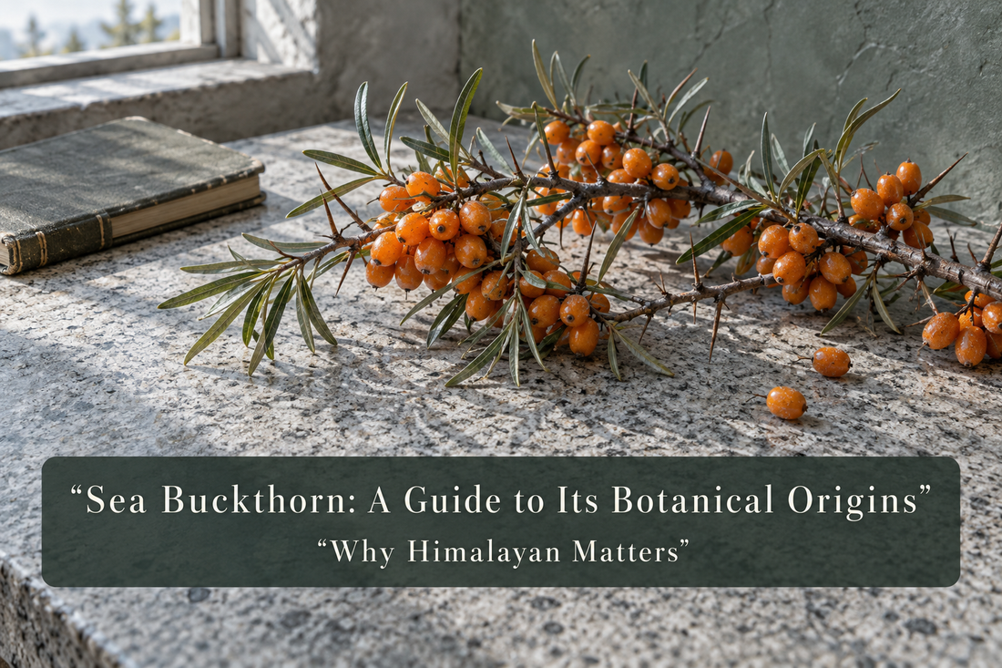 Sea Buckthorn: Botanical Origins and Why Himalayan Matters