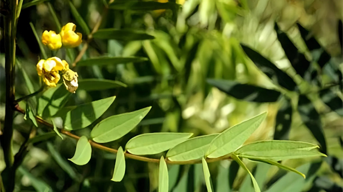 What is Senna Leaf Tea and How to Use It Safely? -Hiherbs