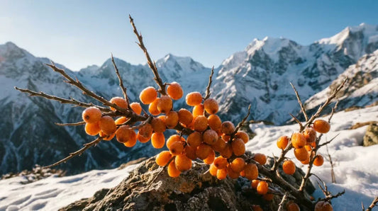 The Science of Hydration: Why Your Physiology Depends on Himalayan Sea Buckthorn Nutrients