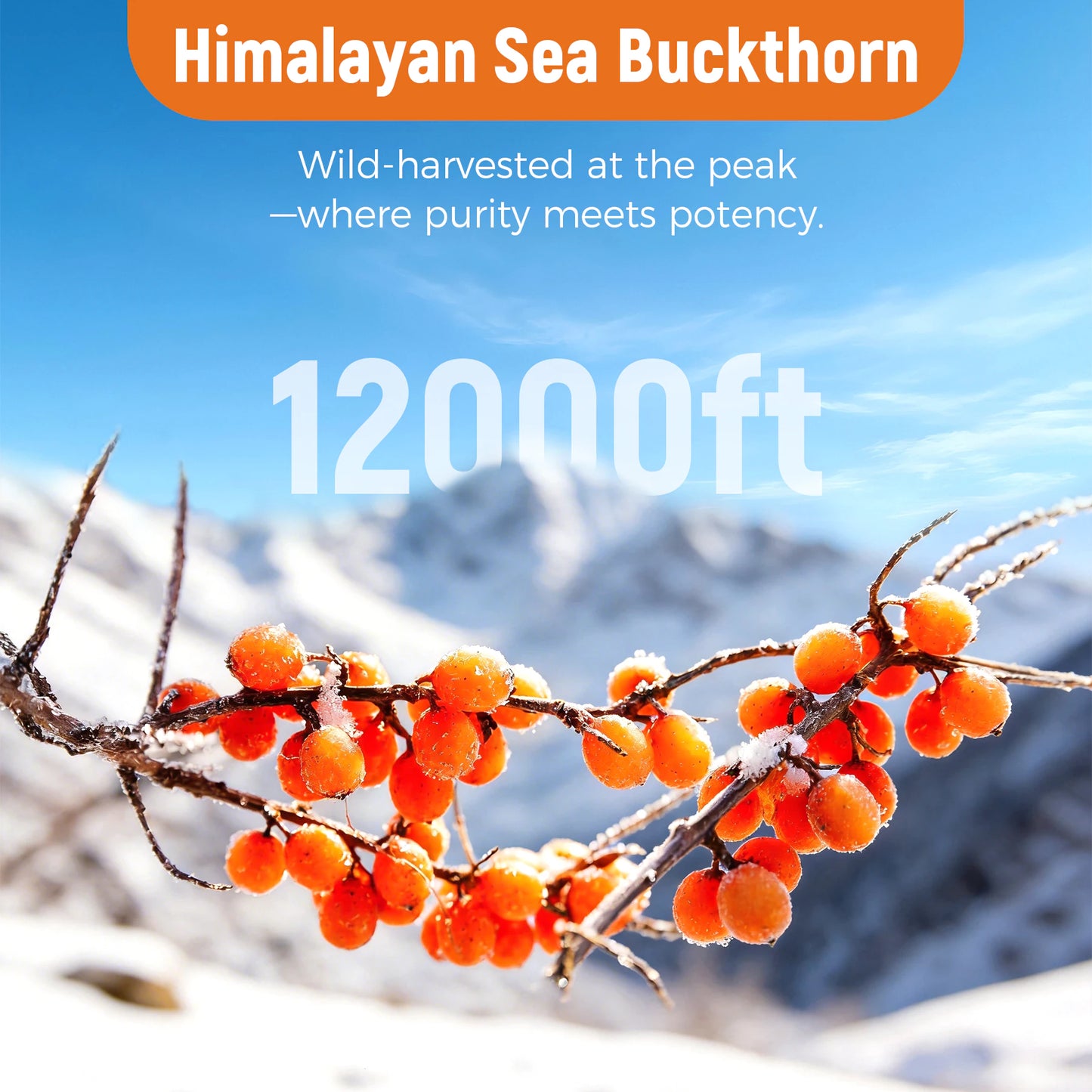 Sea Buckthorn Oil comes from the Himalayas